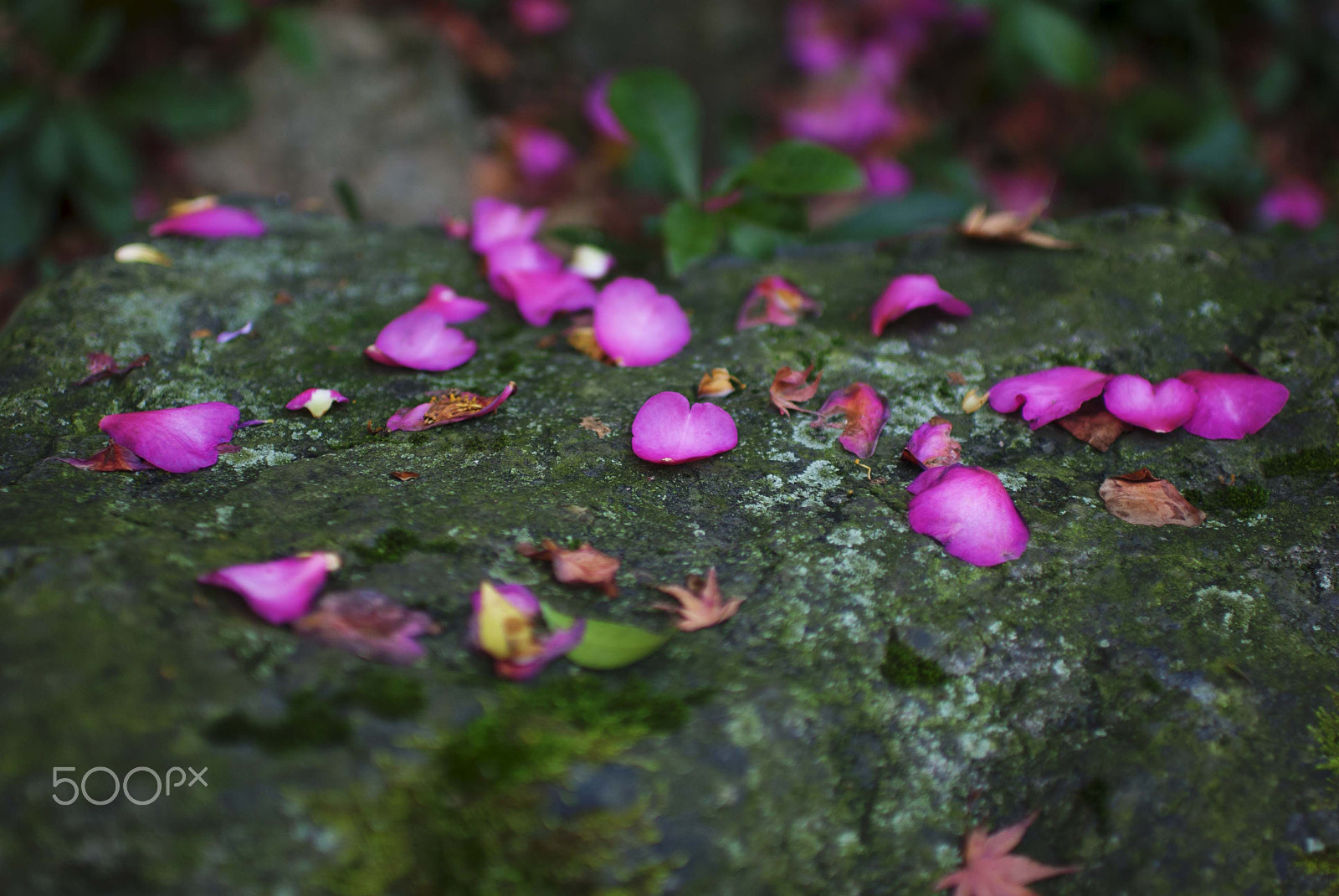 Nikon D40X + Nikon AF-S Nikkor 35mm F1.4G sample photo. Fallen petals... photography
