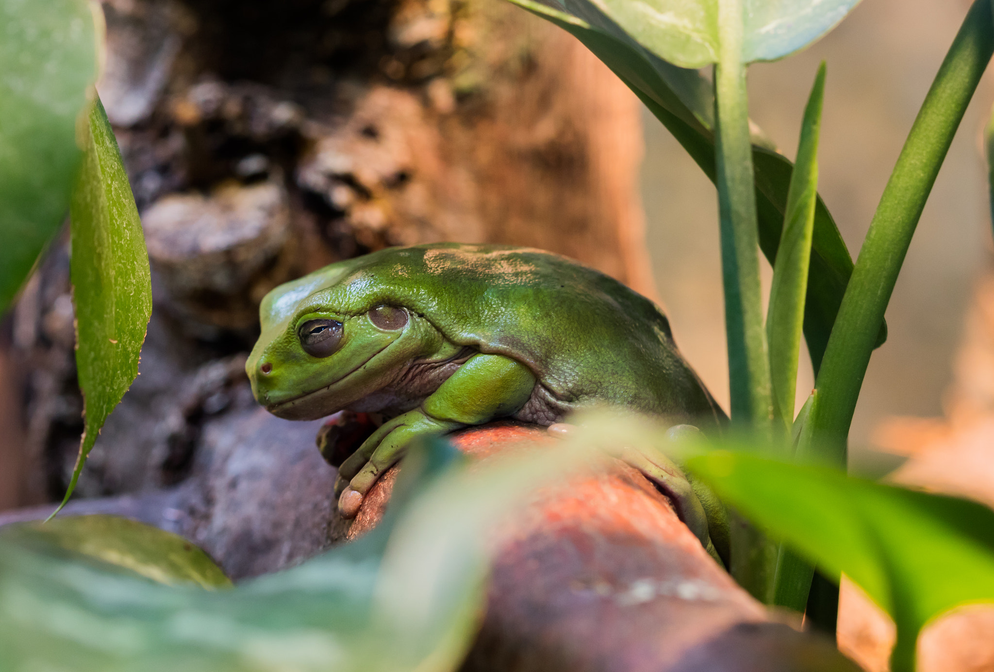 Canon EOS 5DS + Canon EF 100mm F2.8 Macro USM sample photo