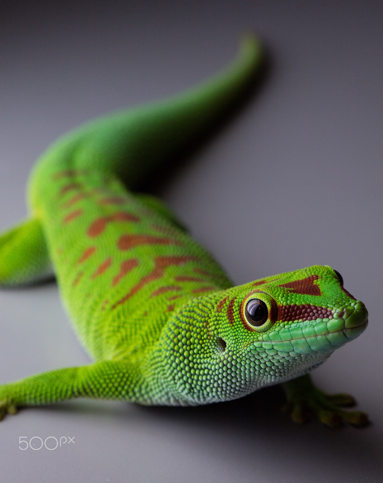 Canon EOS 5DS + Canon EF 100mm F2.8 Macro USM sample photo. My little green friend again 2 photography