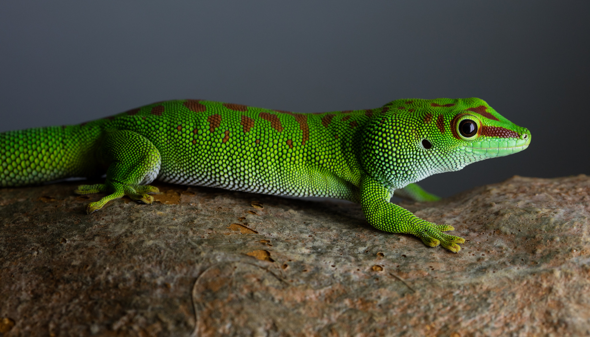 Canon EOS 5DS + Canon EF 100mm F2.8 Macro USM sample photo. My little green friend again 1 photography