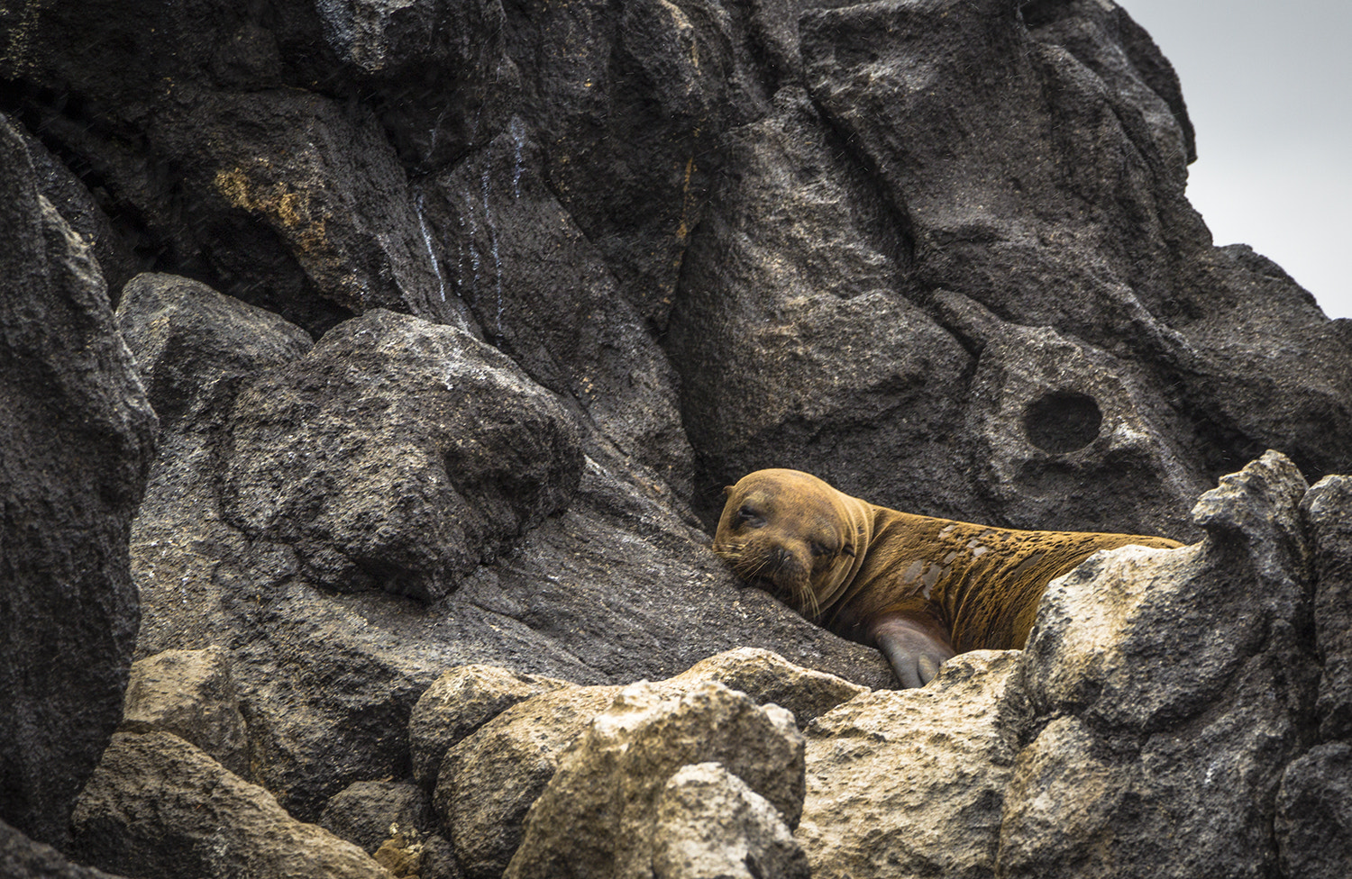 Canon EOS 1200D (EOS Rebel T5 / EOS Kiss X70 / EOS Hi) + Canon EF-S 18-135mm F3.5-5.6 IS STM sample photo. South american sea lion photography