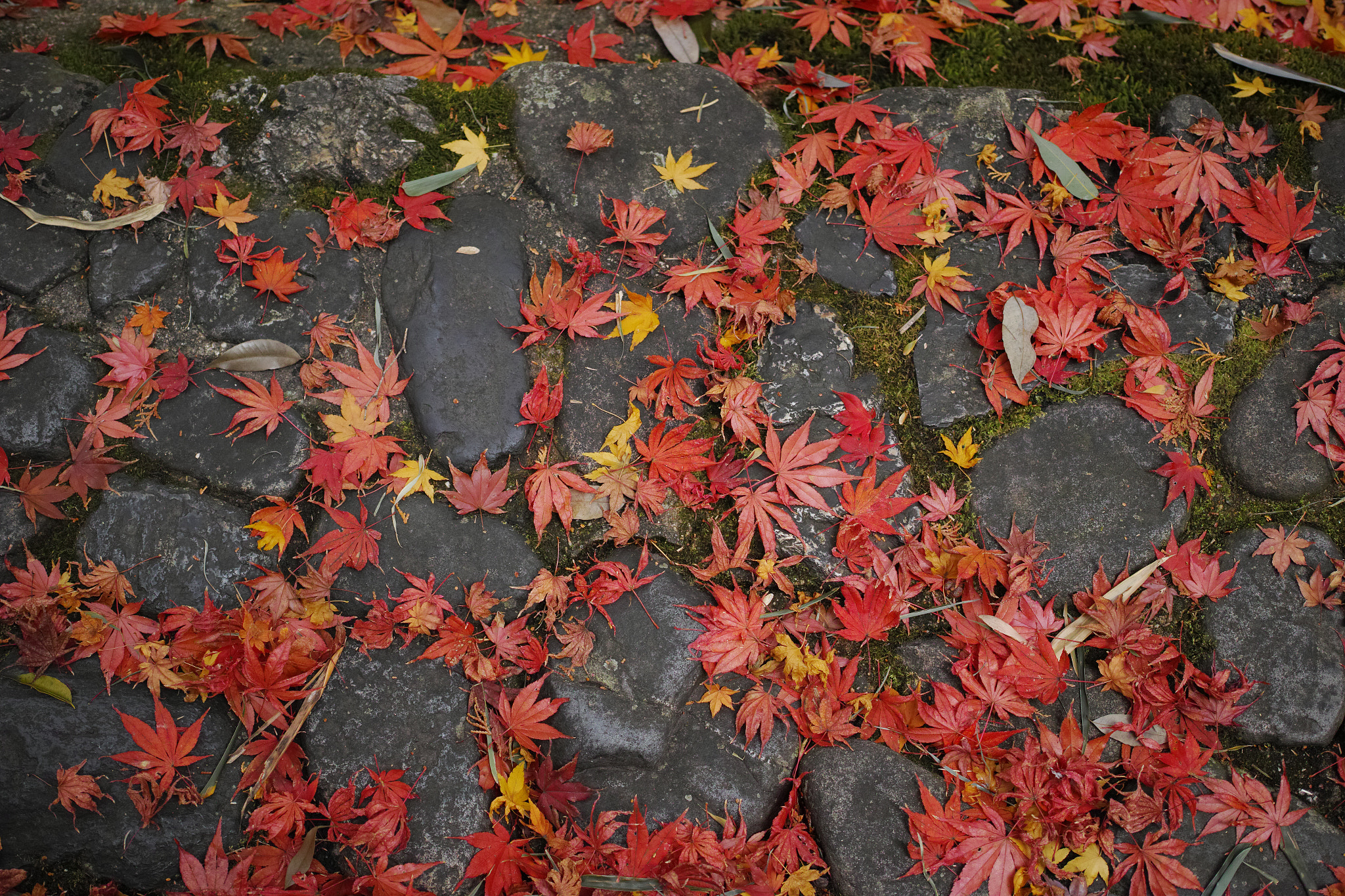 1007 sample photo. Pavement photography