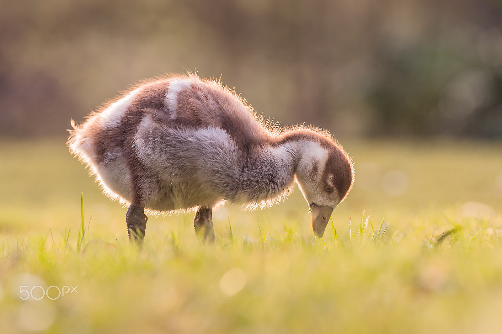 Sigma 120-300mm F2.8 EX DG HSM sample photo. Egyptian goose photography