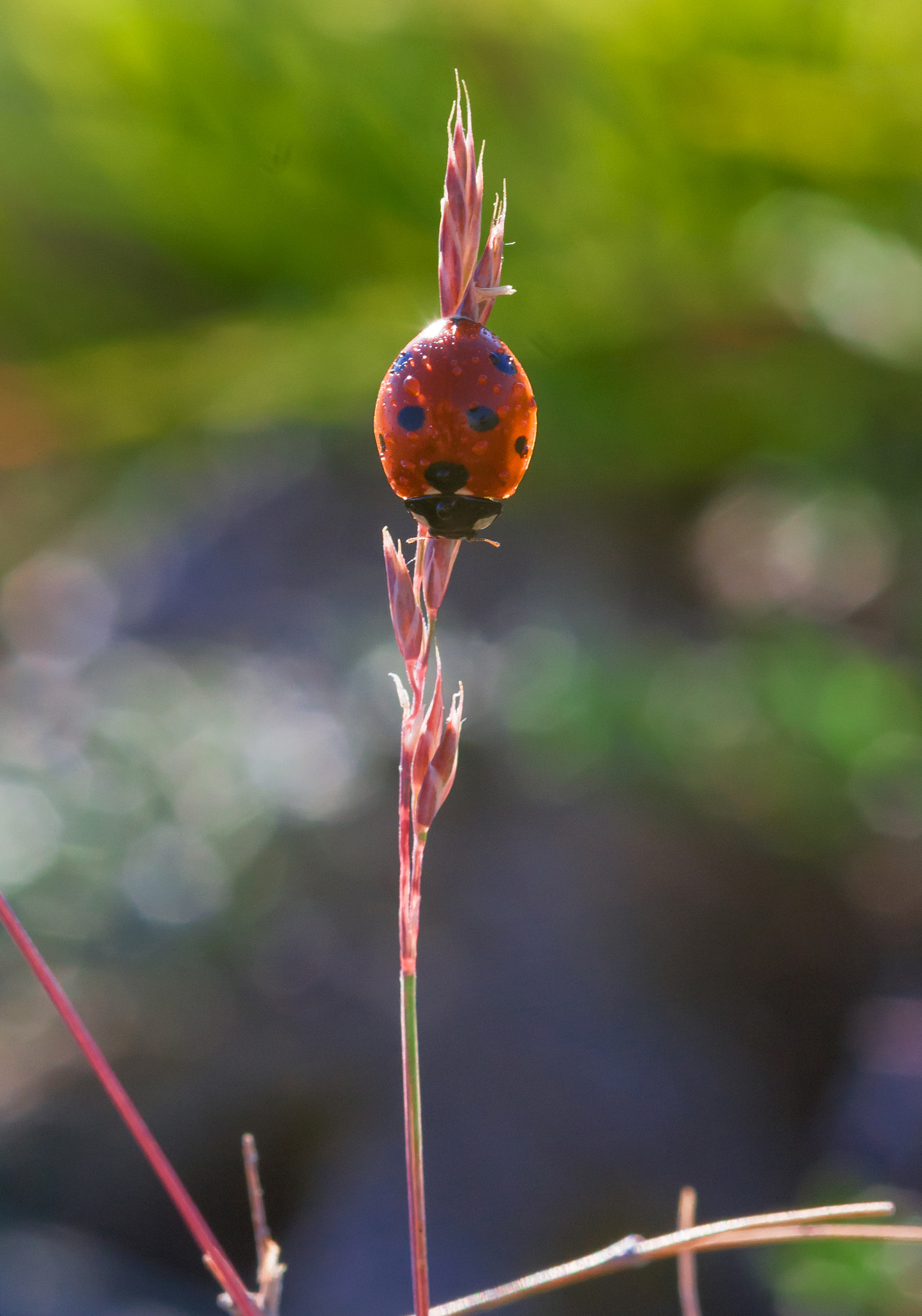 Sigma 105mm F2.8 EX DG Macro sample photo. *** photography