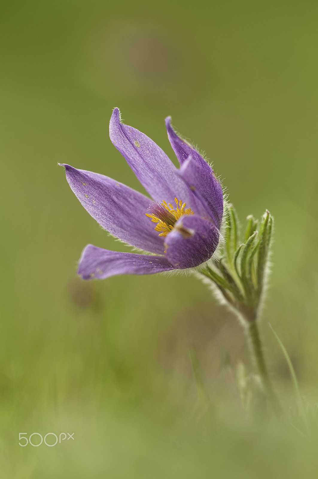 Sigma 150mm F2.8 EX DG Macro HSM sample photo. Pulsatilla vulgaris (küchenschelle) photography