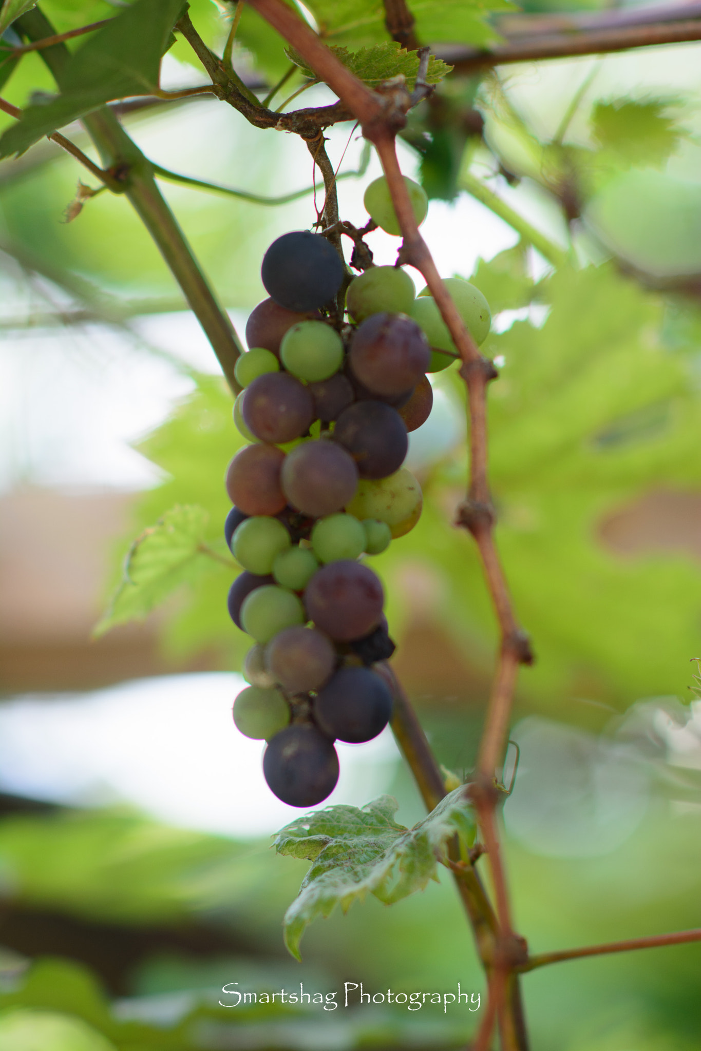Nikon D7100 + Nikon AF-S Nikkor 85mm F1.4G sample photo. Cluster of grapes photography