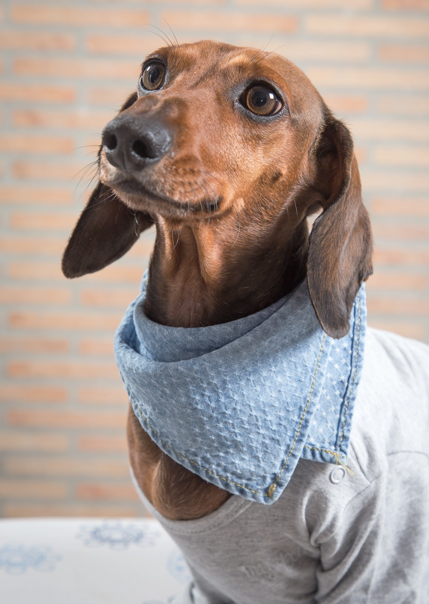 Red dachshund dog with gray shirt