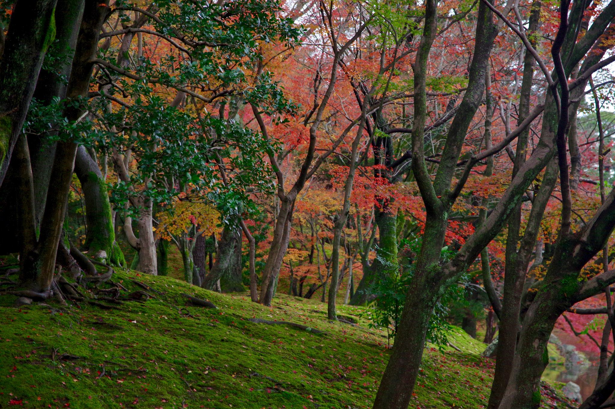 Sigma 17-70mm F2.8-4 DC Macro HSM Contemporary sample photo. Red forest photography