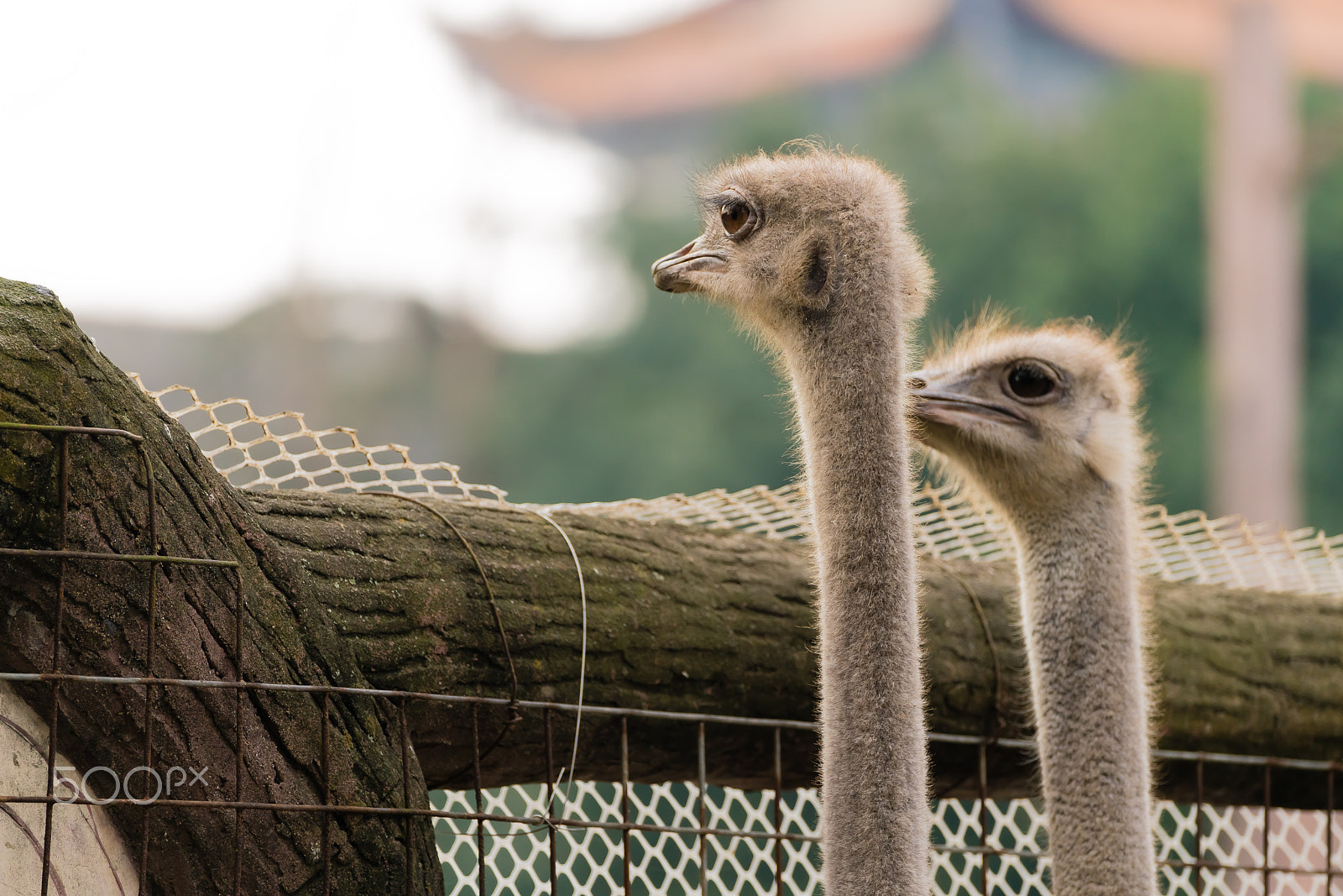 Sony 70-300mm F4.5-5.6 G SSM sample photo. What are you looking at? photography