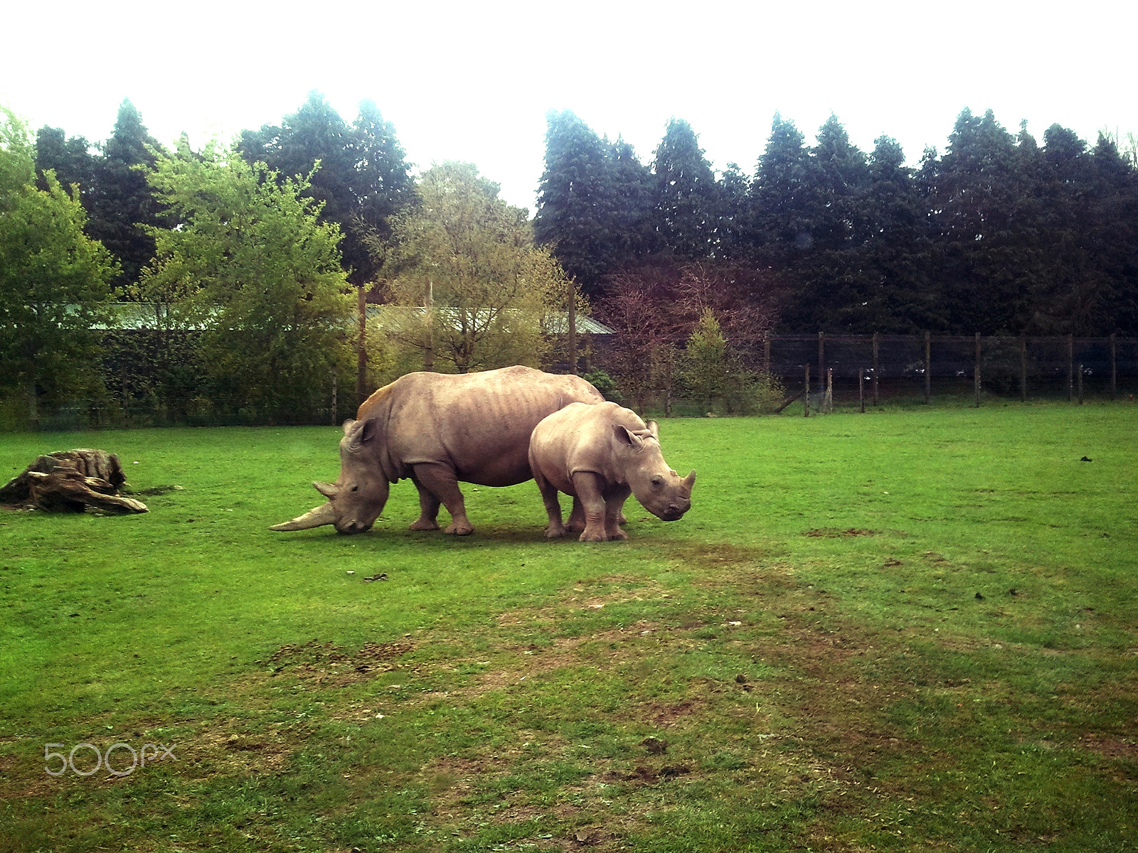 Samsung GT-S8500 sample photo. Rhinos photography
