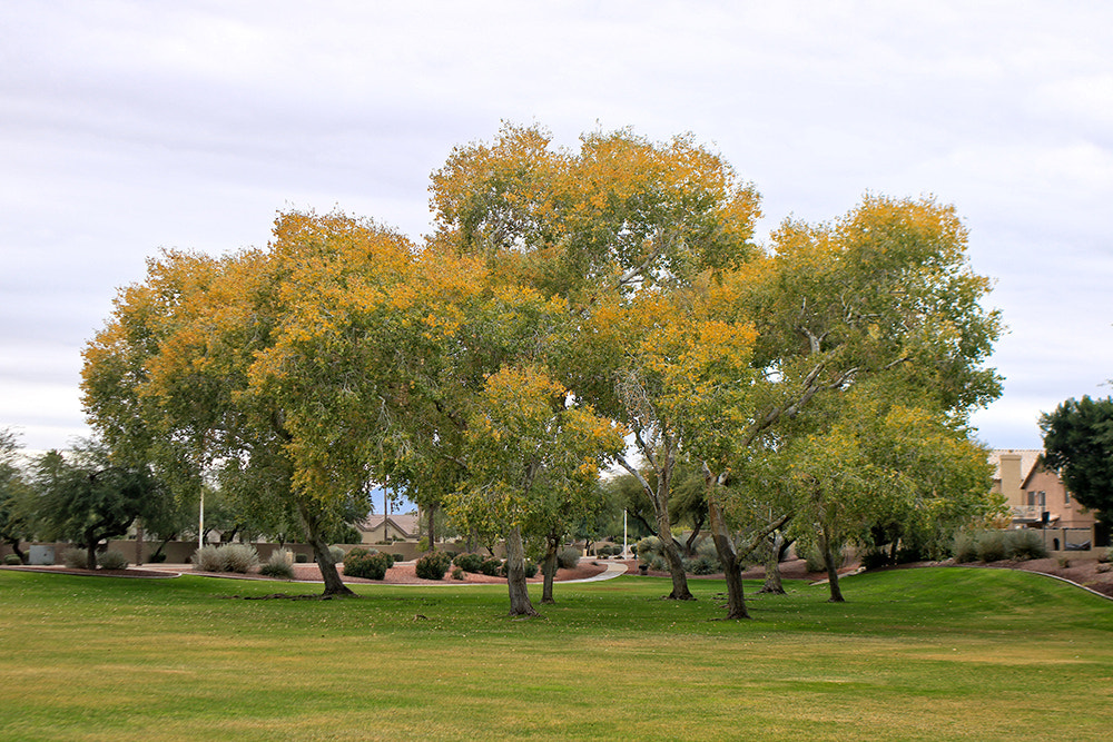 Canon EOS 760D (EOS Rebel T6s / EOS 8000D) + Canon EF 35mm F2 sample photo. Fall colors in december phoenix, az photography