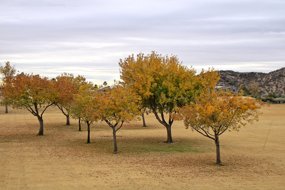 Canon EOS 760D (EOS Rebel T6s / EOS 8000D) + Canon EF 35mm F2 sample photo. Fall colors in december phoenix, az photography