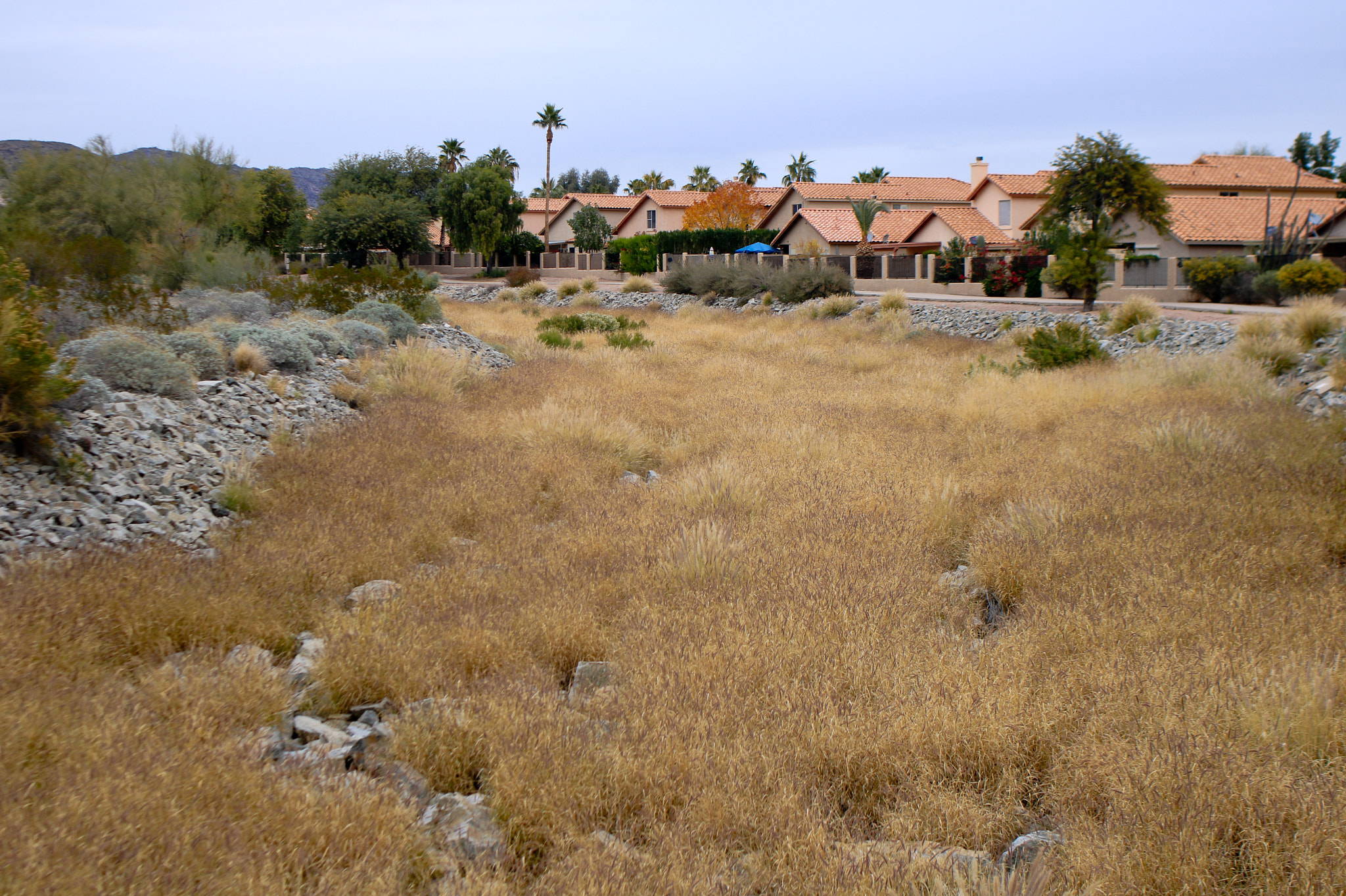 Canon EOS 760D (EOS Rebel T6s / EOS 8000D) + Canon EF 35mm F2 sample photo. Fall colors in december phoenix, az photography