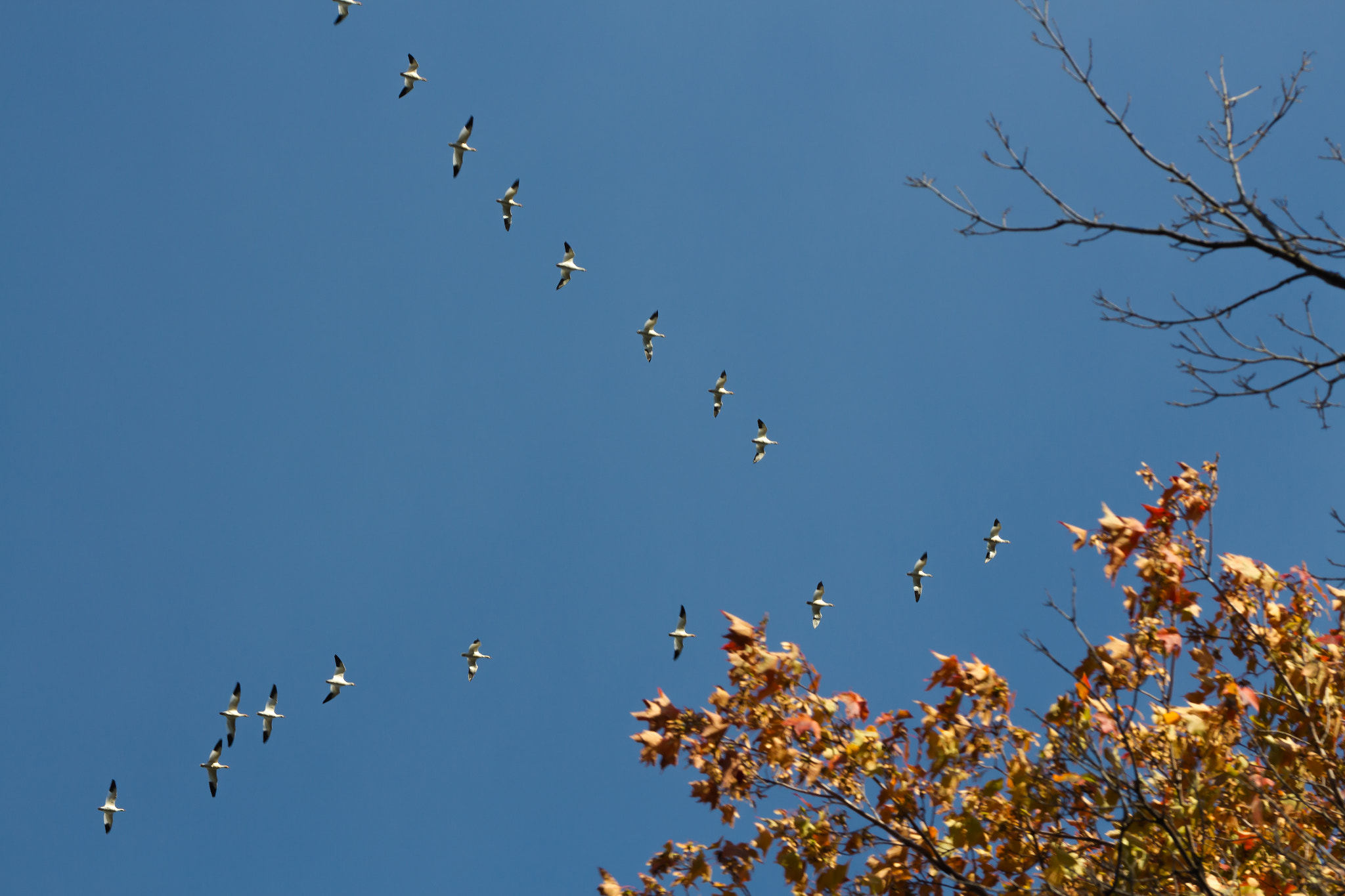 Canon EOS 650D (EOS Rebel T4i / EOS Kiss X6i) sample photo. 20151010_011921.jpg photography