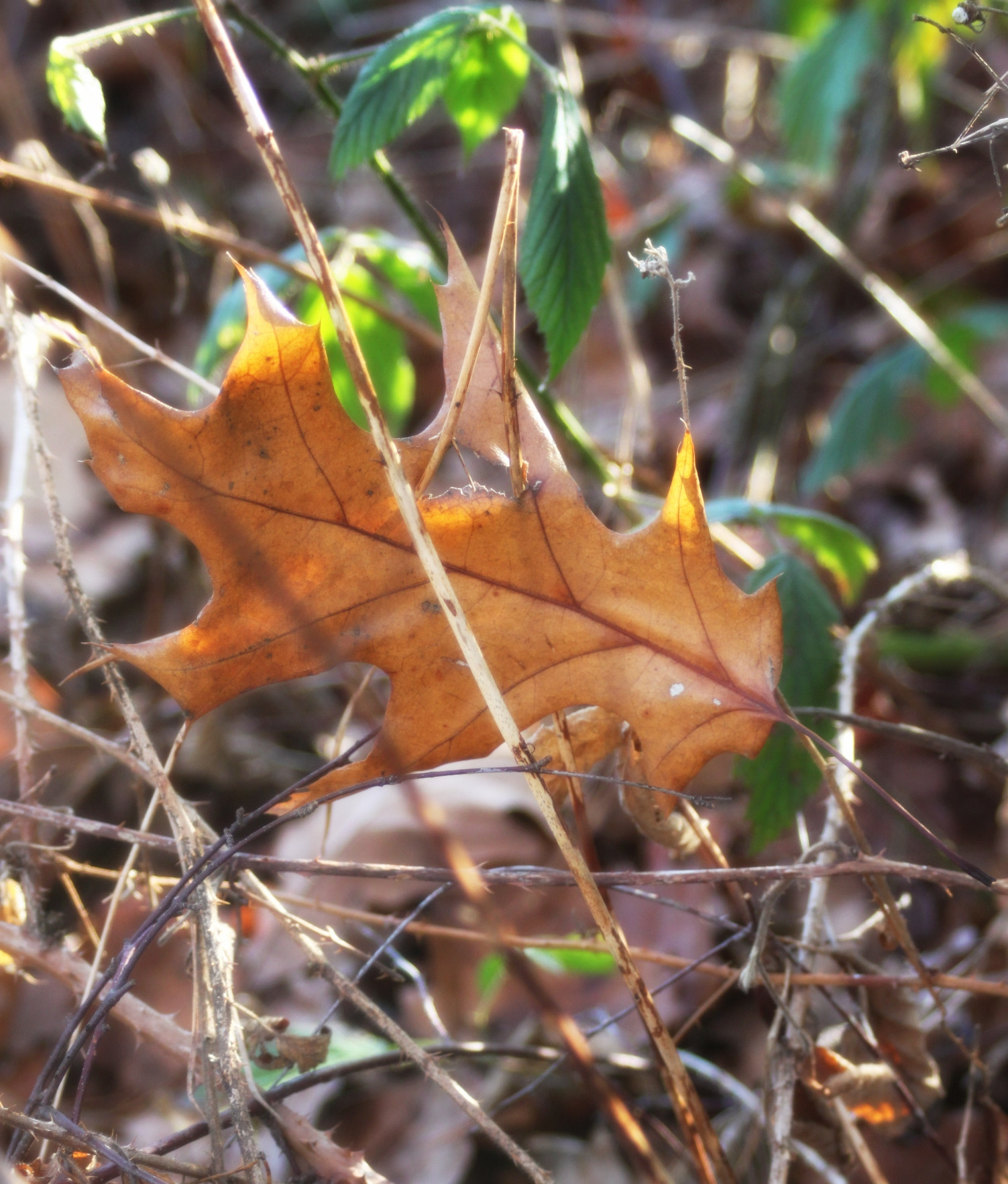 Canon EF 28-90mm f/4-5.6 sample photo. Autumn photography