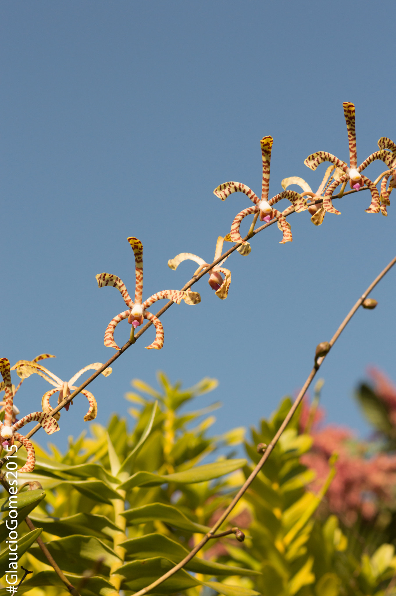 Nikon D3200 + Nikon AF Nikkor 85mm F1.8D sample photo. Dsc_0026.jpg photography