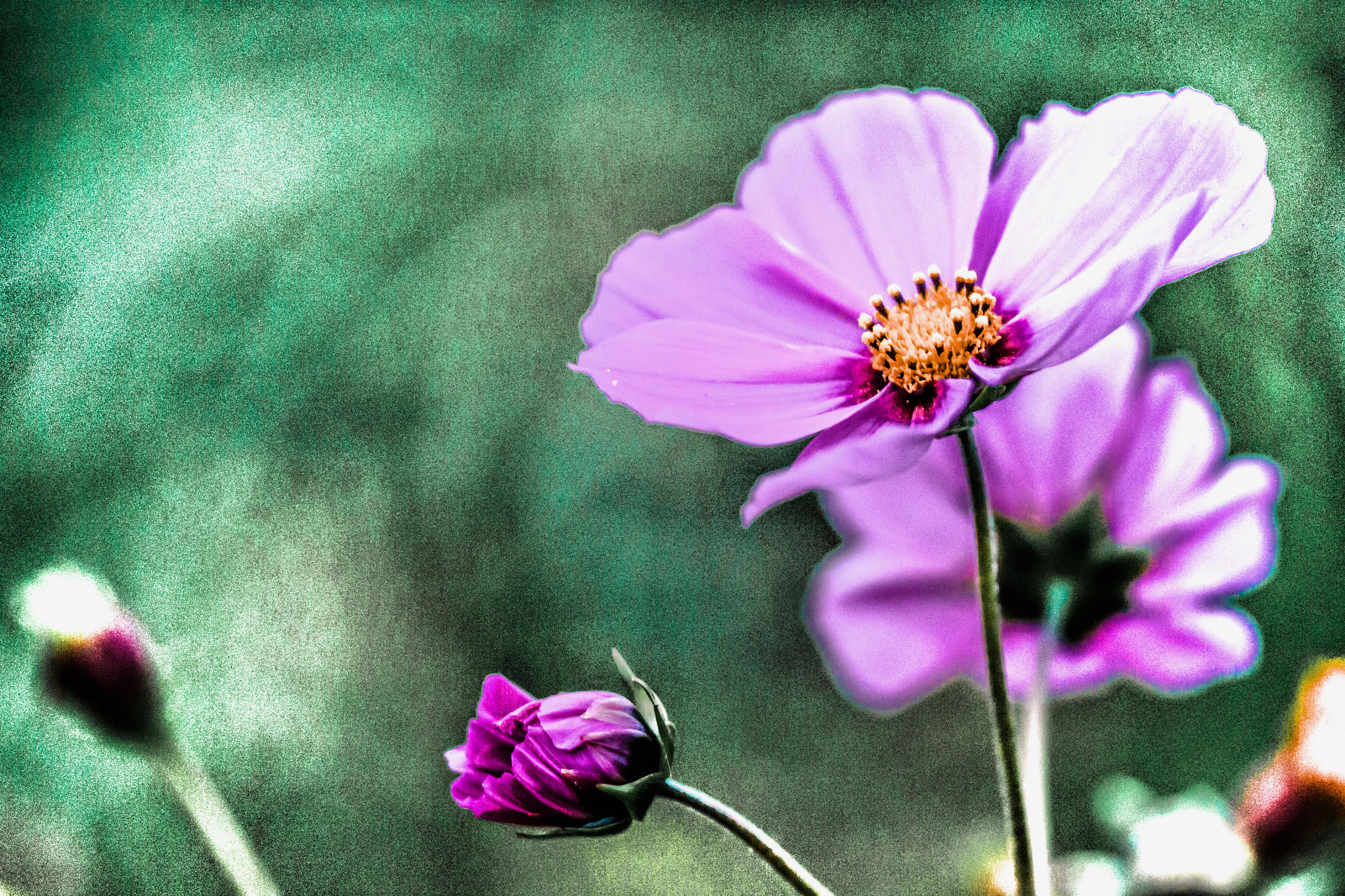 Sigma 150mm F2.8 EX DG OS Macro HSM sample photo. Proxy photography