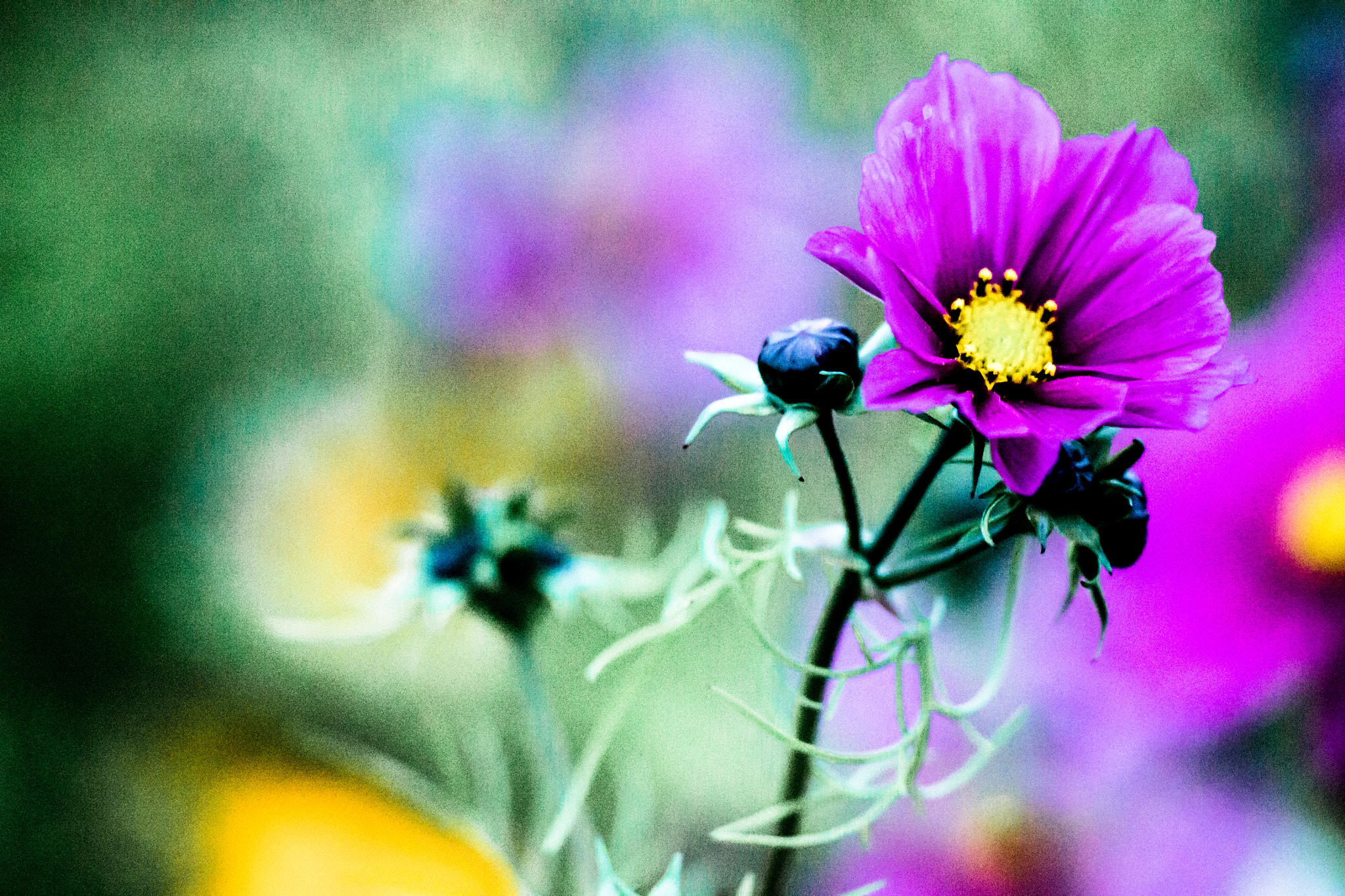 Sigma 150mm F2.8 EX DG OS Macro HSM sample photo. Proxy photography