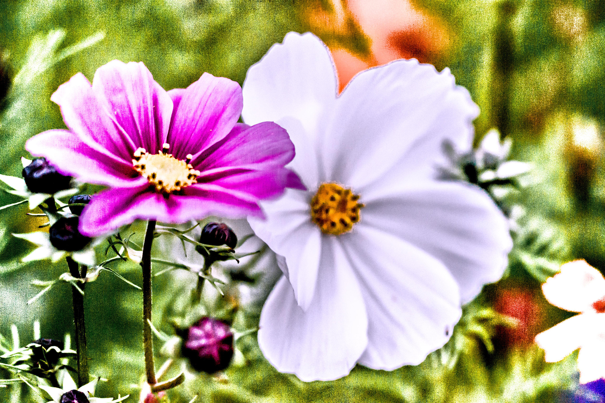 Sigma 150mm F2.8 EX DG OS Macro HSM sample photo. Proxy photography