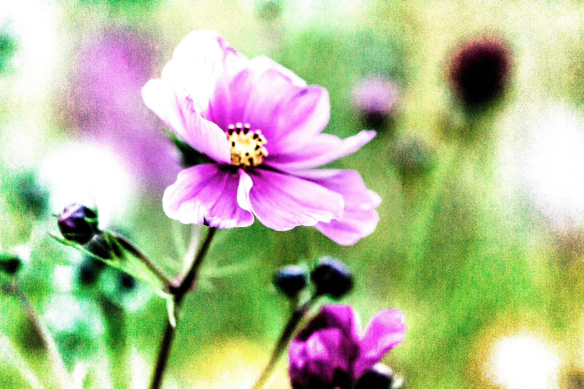 Sigma 150mm F2.8 EX DG OS Macro HSM sample photo. Proxy photography
