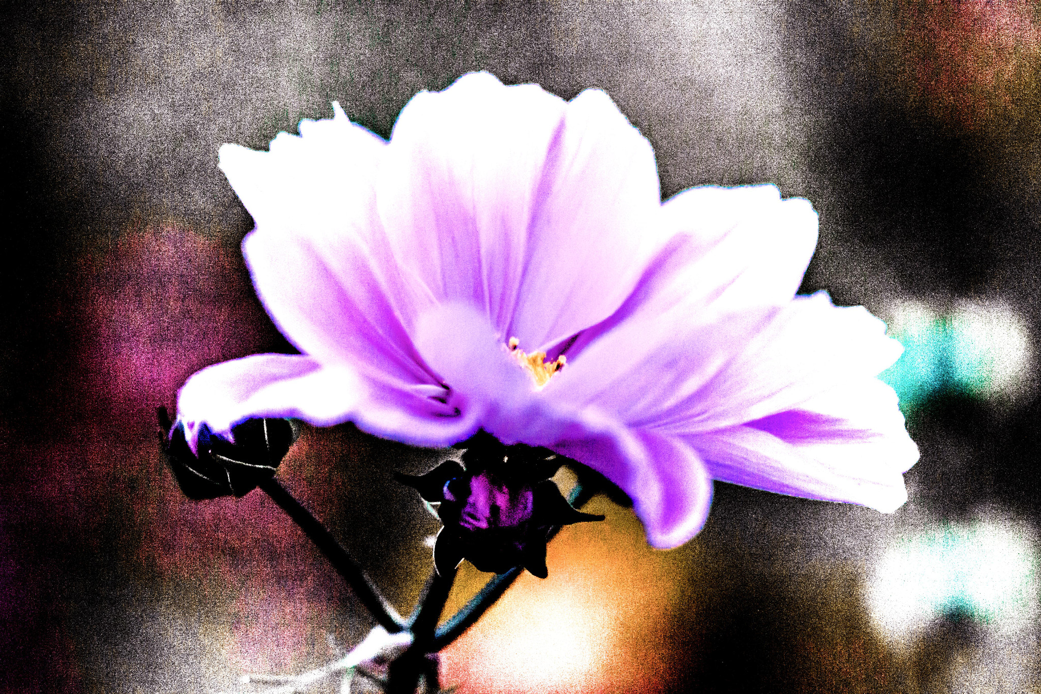 Sigma 150mm F2.8 EX DG OS Macro HSM sample photo. Proxy photography