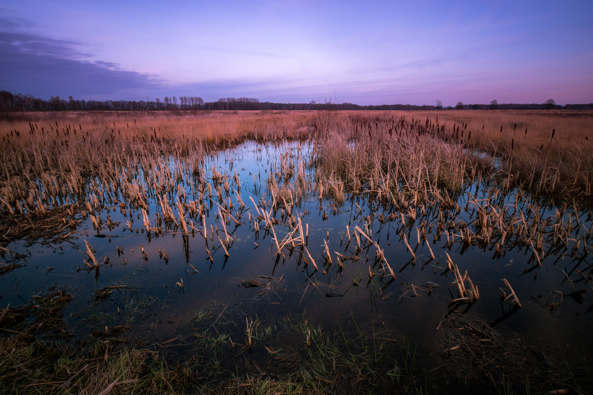 Sony ILCA-77M2 + Sigma 10-20mm F3.5 EX DC HSM sample photo. Winter bog after heavy rain photography