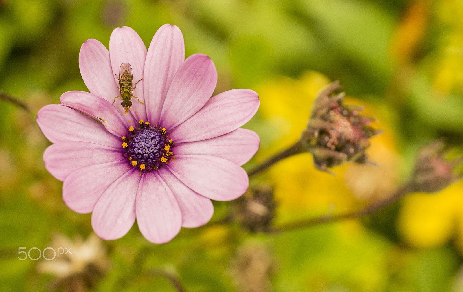 50mm F1.8 sample photo. Flordellider photography