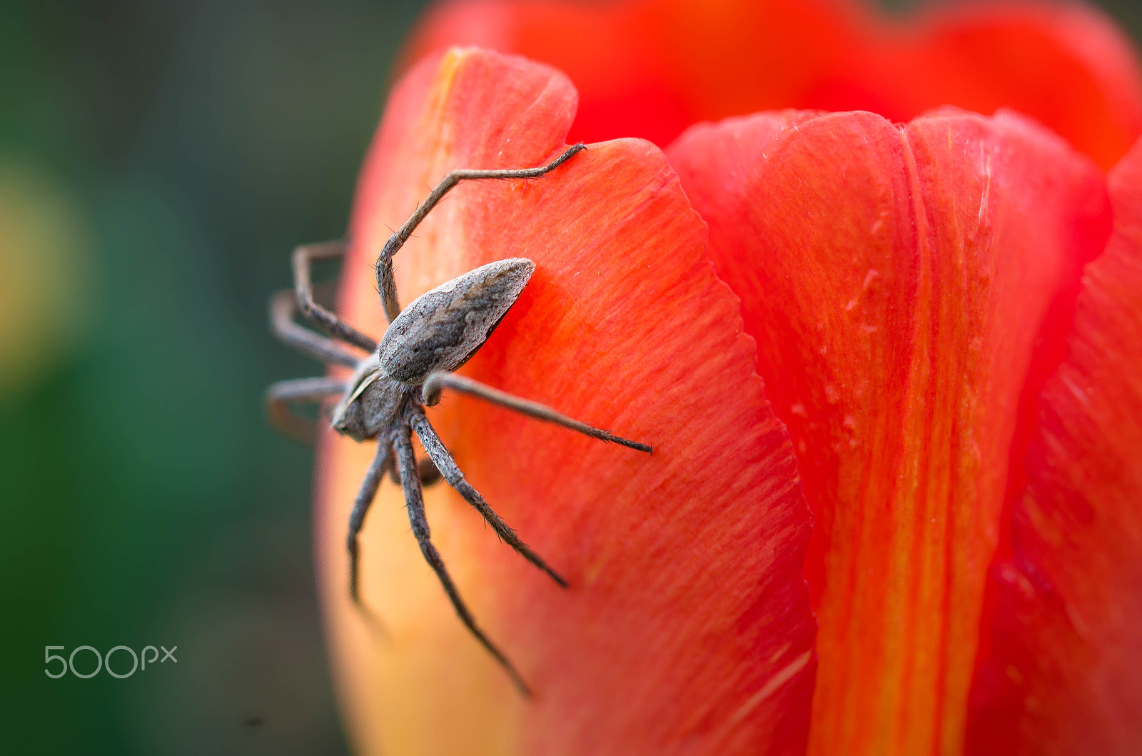 Pentax smc DA 35mm F2.8 Macro Limited sample photo. Beauty and the beast ;) photography