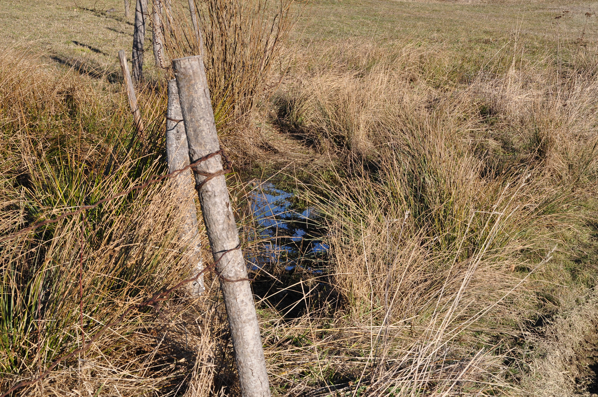 Nikon D5000 + Sigma 18-200mm F3.5-6.3 DC sample photo. Grass photography