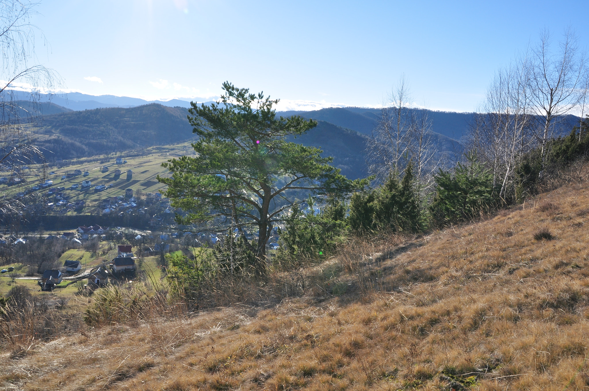Nikon D5000 + Sigma 18-200mm F3.5-6.3 DC sample photo. Pine photography