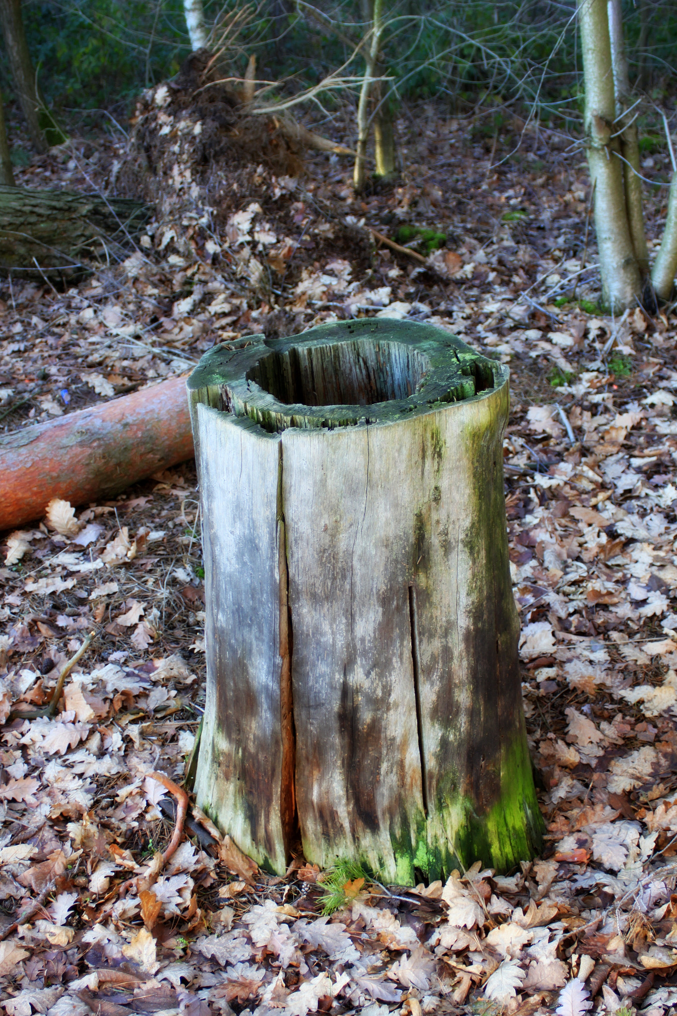 Canon EF 28-90mm f/4-5.6 sample photo. Tree photography
