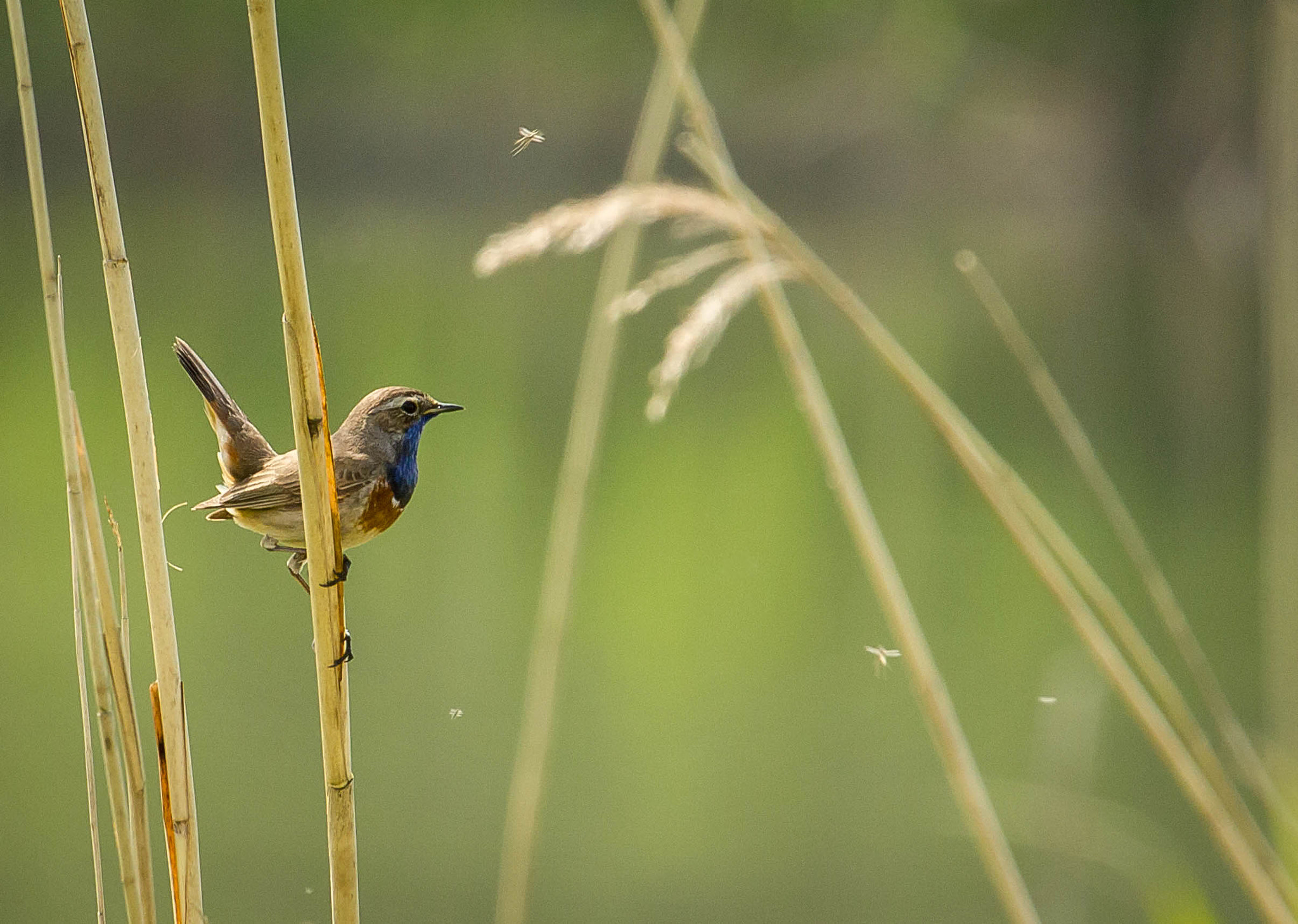 Canon EF 100-400mm F4.5-5.6L IS USM sample photo. Bluethroat photography