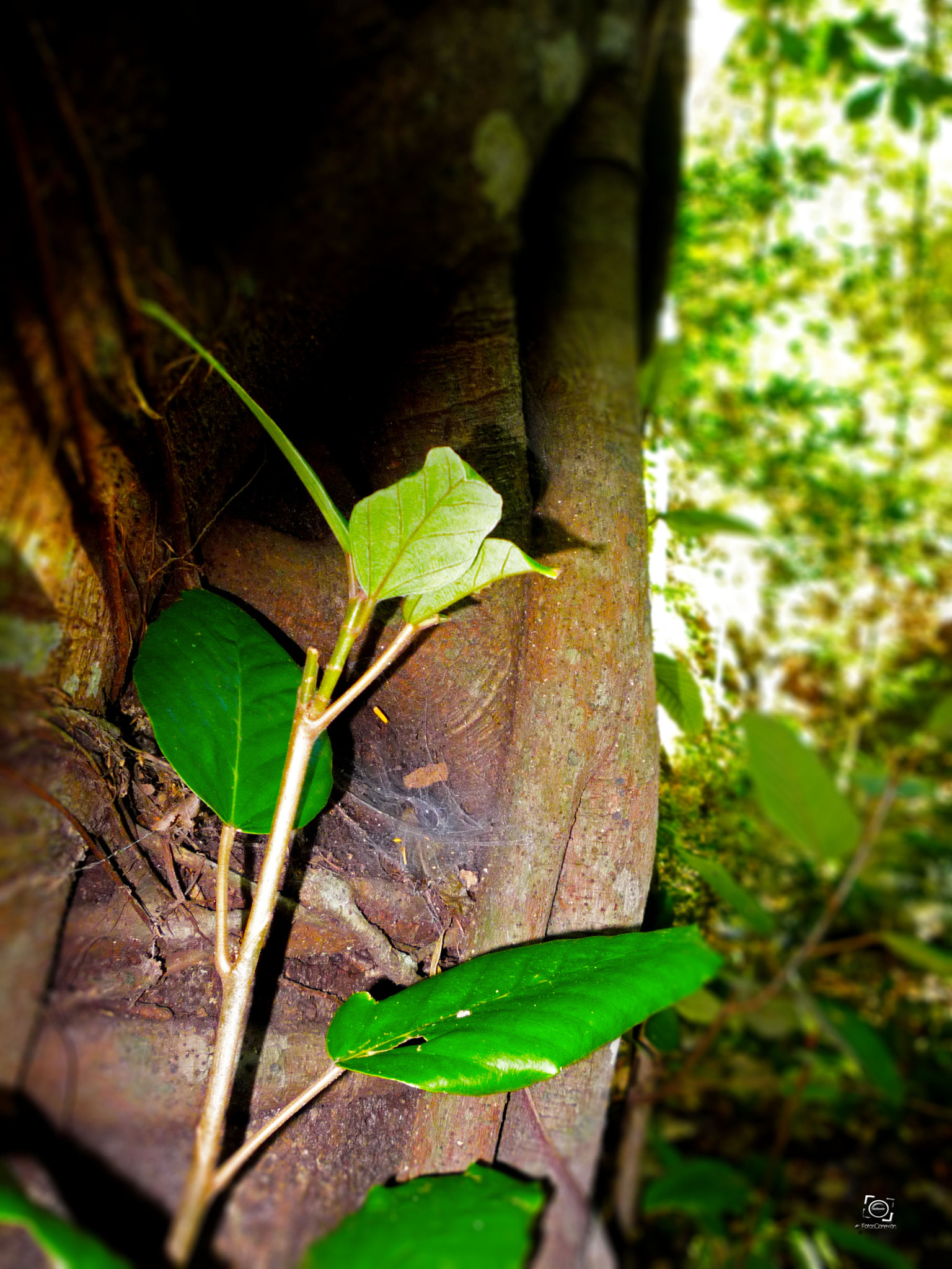 Panasonic DMC-LZ8 sample photo. Muy verde photography