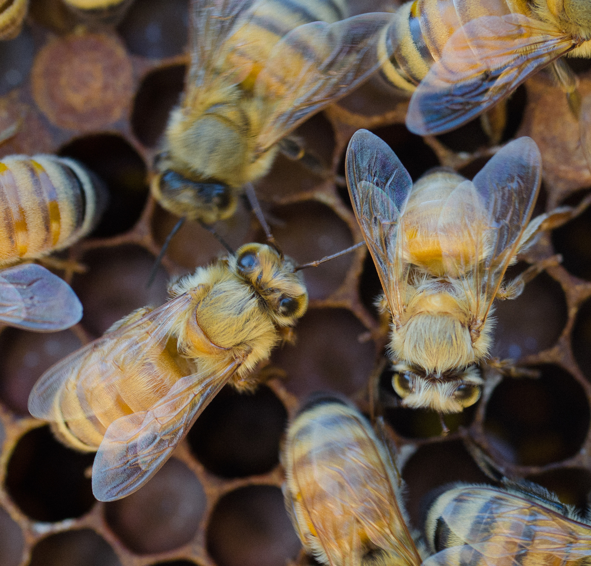 Sigma 50mm F2.8 EX DG Macro sample photo. Good bees photography