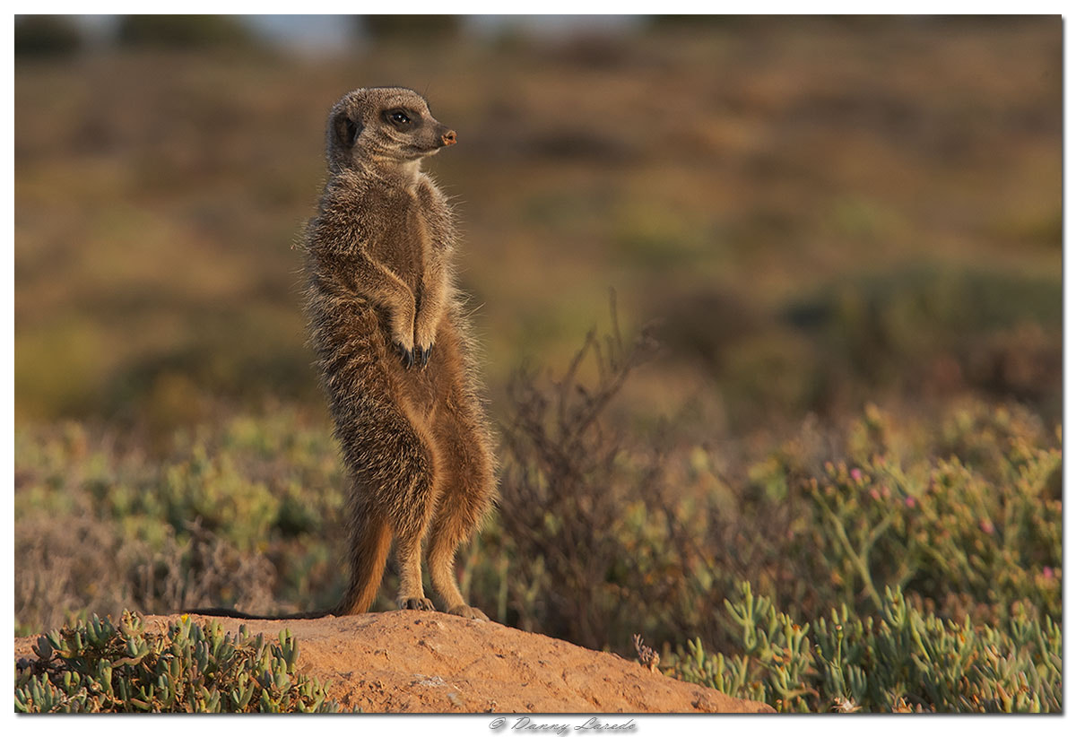 Canon EF 70-200mm F2.8L USM sample photo. Meerkat photography