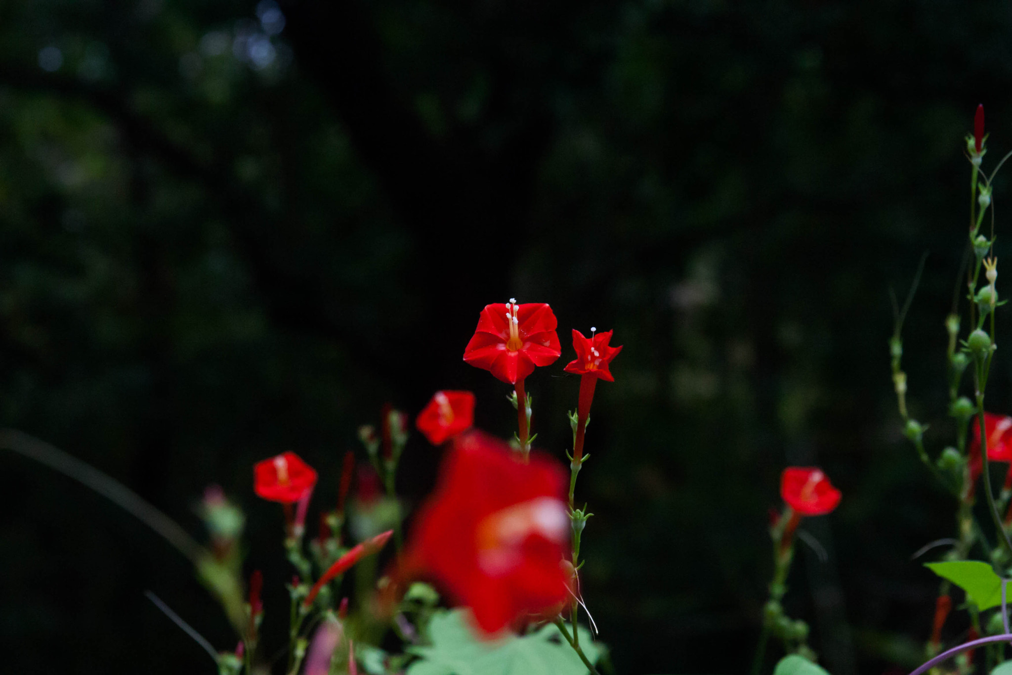 Canon EOS 30D + Sigma 17-70mm F2.8-4 DC Macro OS HSM sample photo. Red flowers photography