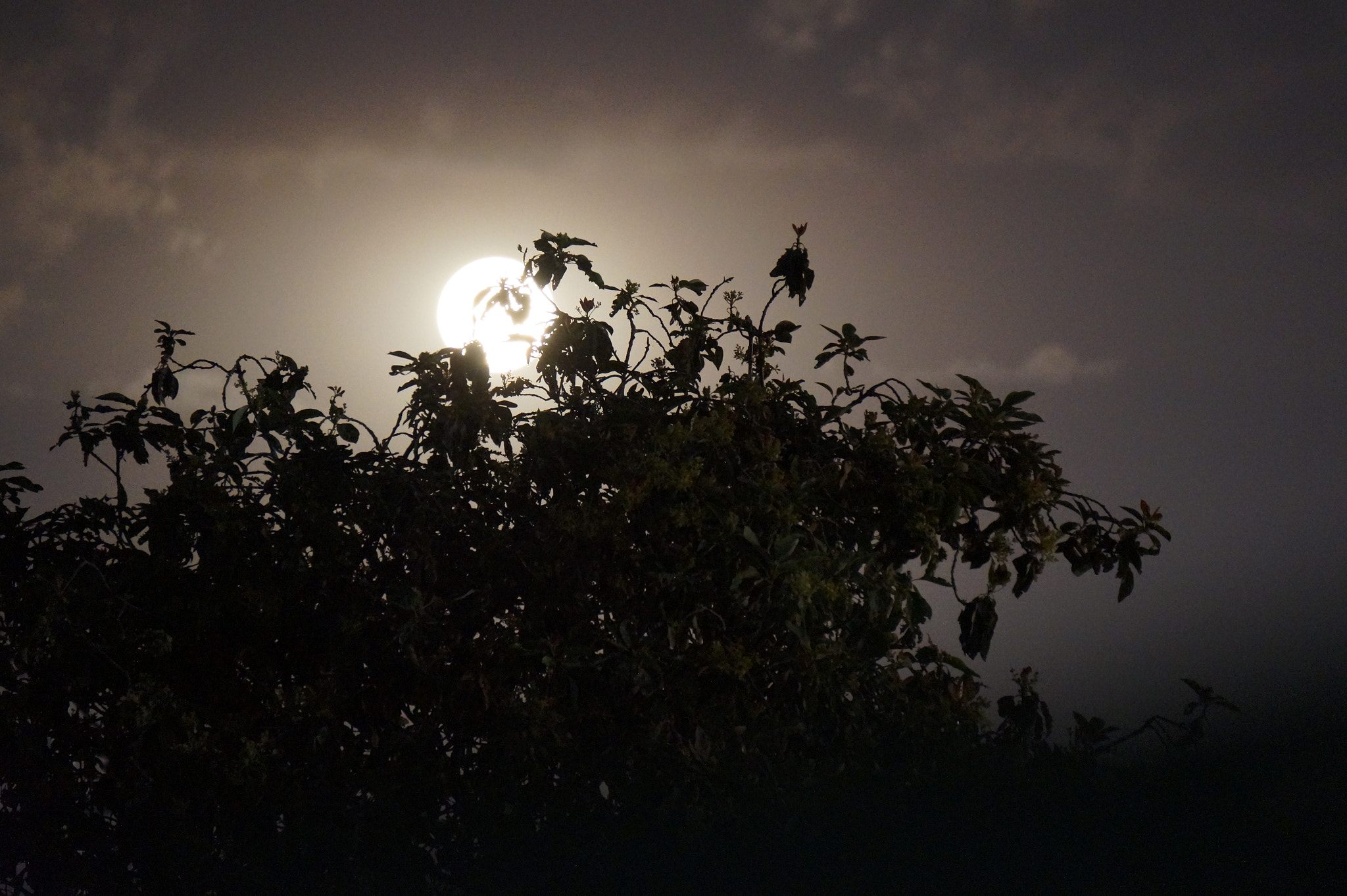 Sony E 55-210mm F4.5-6.3 OSS sample photo. Hide & seek [moon version] photography