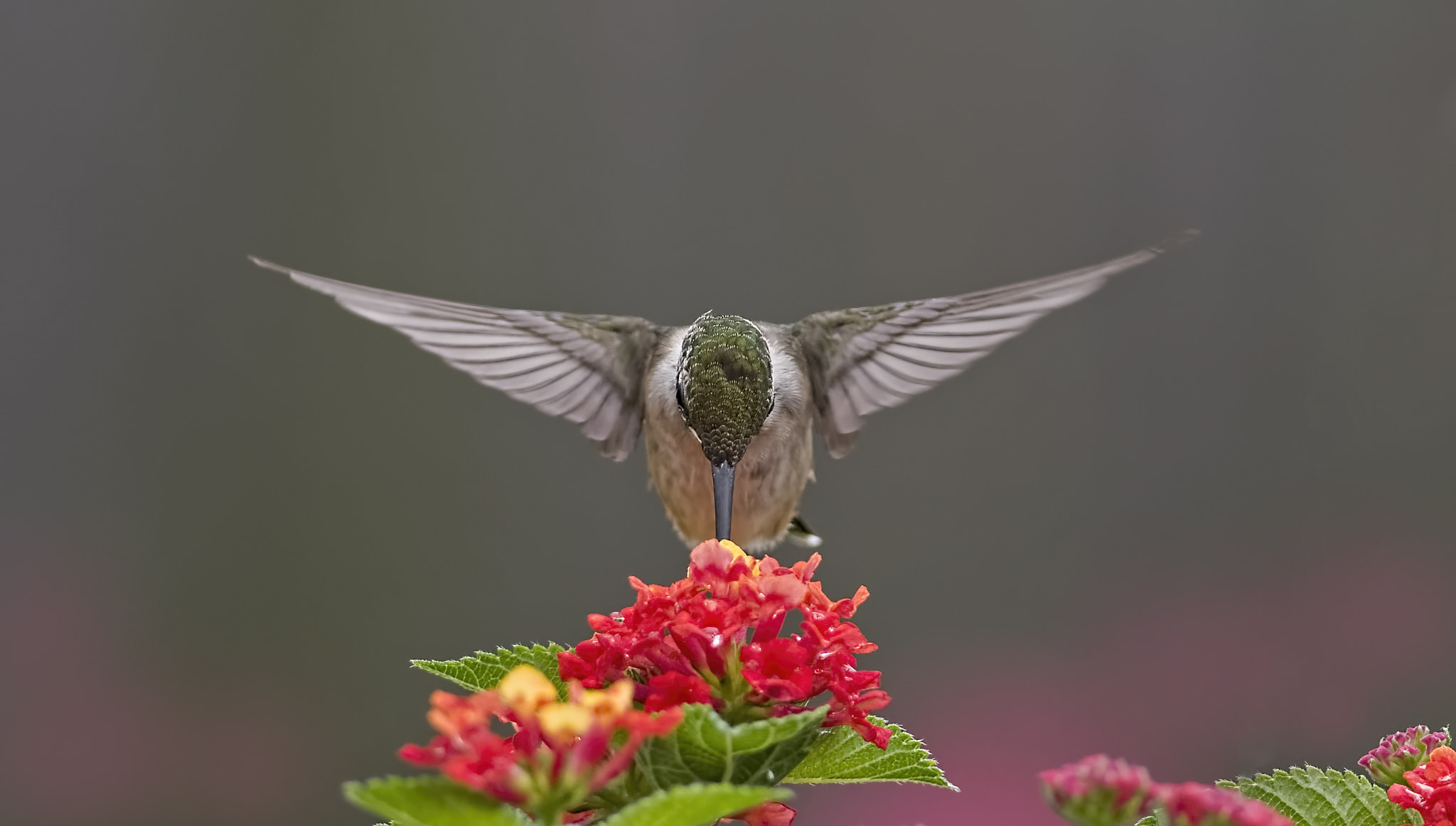 Nikon D7100 + Nikkor 45mm f/2.8 P sample photo. Delightfully oblivious photography