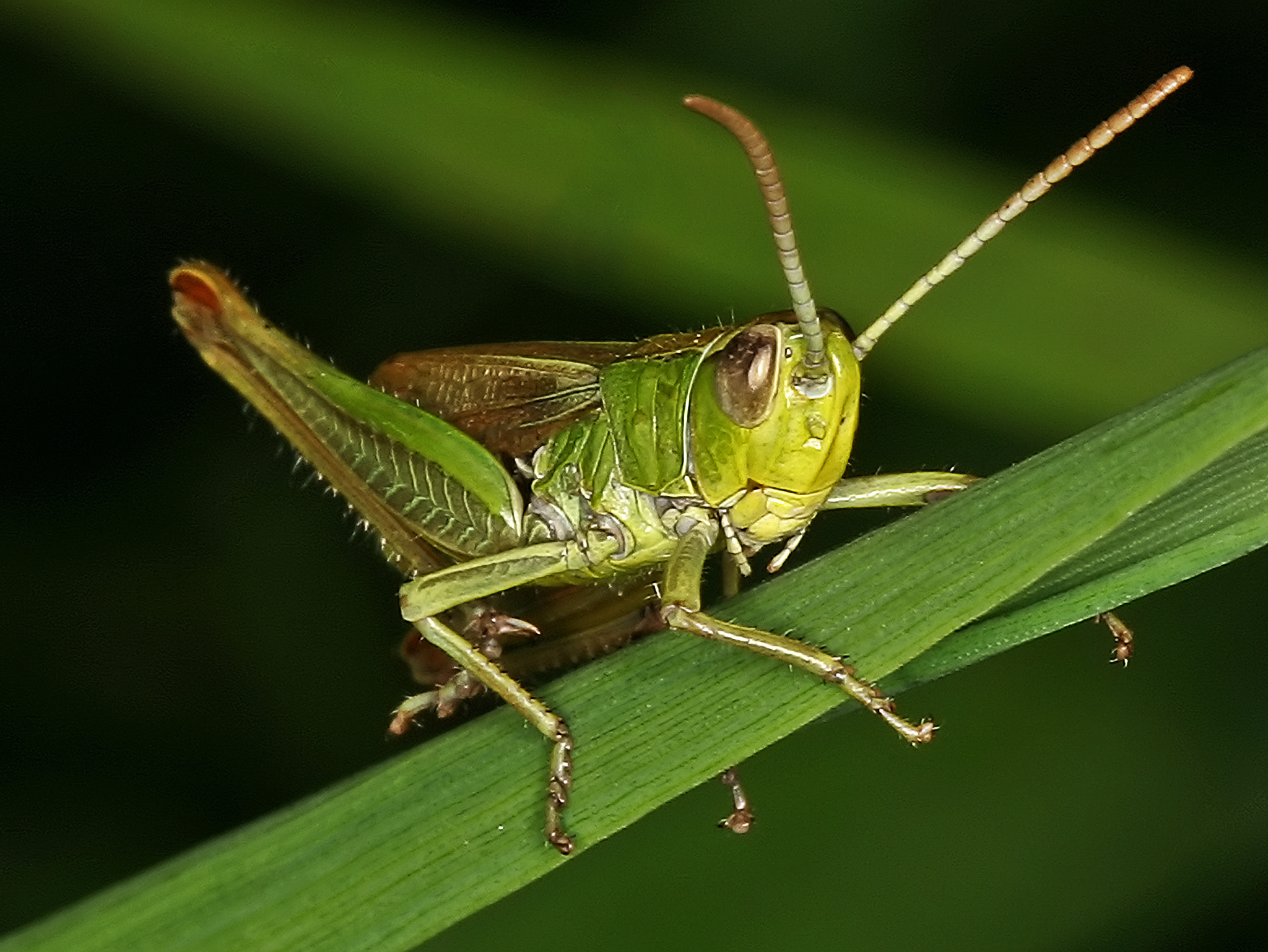 Canon EOS-1D Mark II sample photo. 21522266846.jpg photography