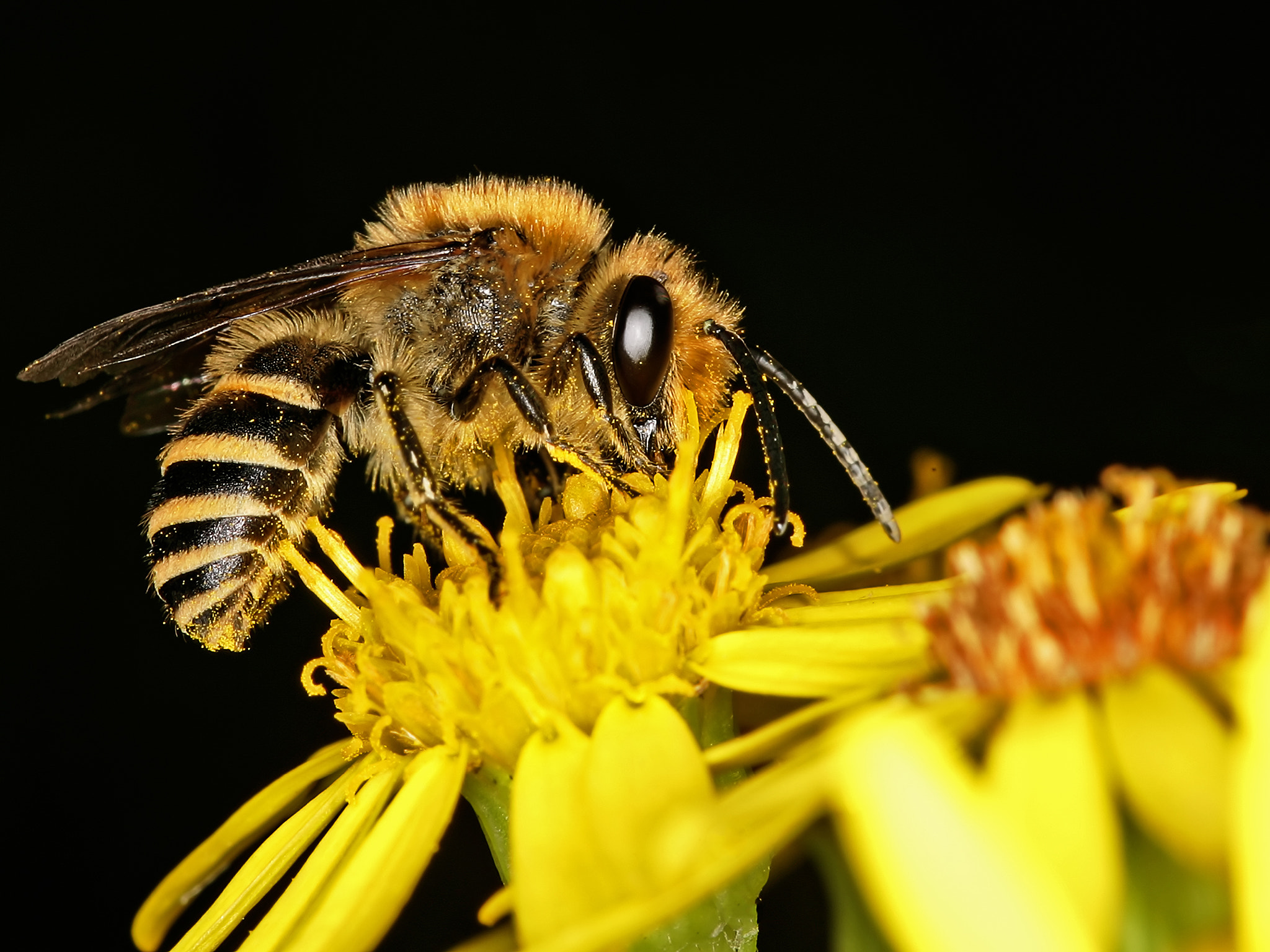 Canon EOS-1D Mark II sample photo. 21556903991.jpg photography