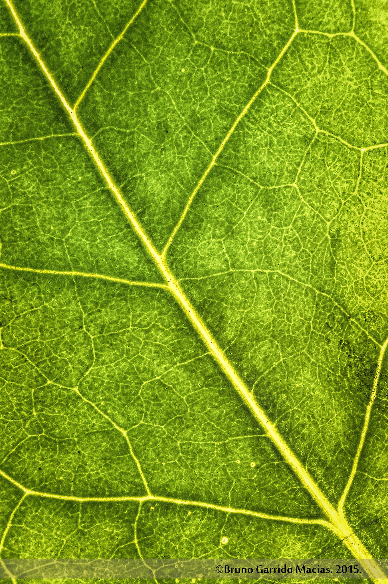 Sigma 150mm f/2.8 EX DG OS HSM APO Macro sample photo. Hoja verde photography