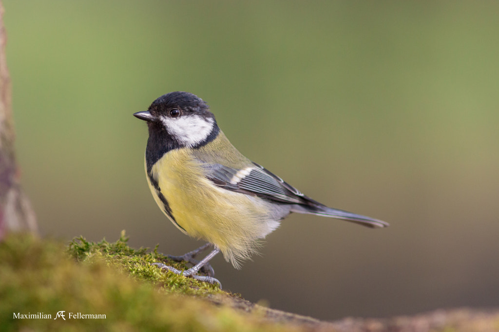Canon EF 300mm F4L IS USM sample photo. Chest out photography