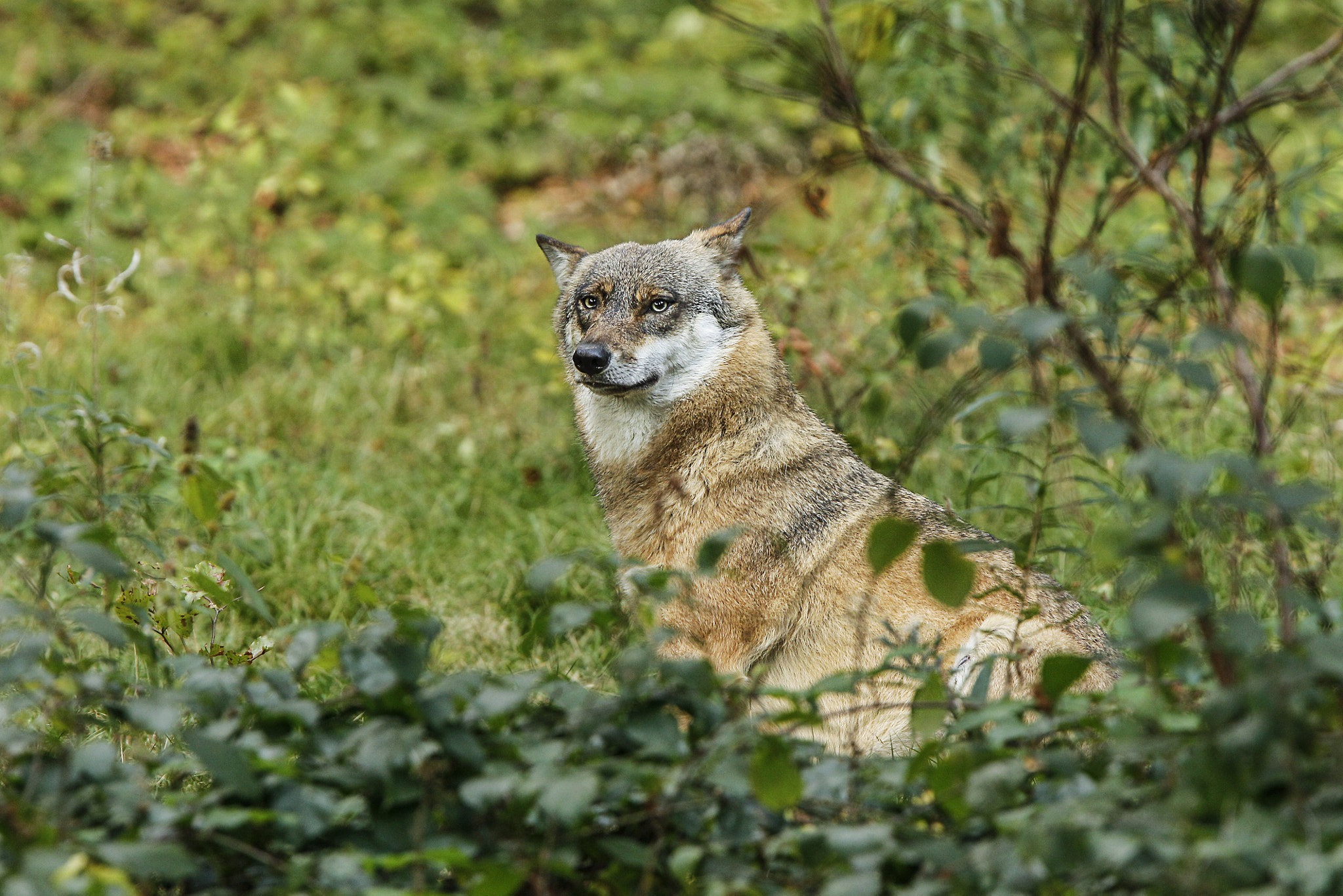 Canon EF 300mm F2.8L IS USM sample photo. Look at me photography