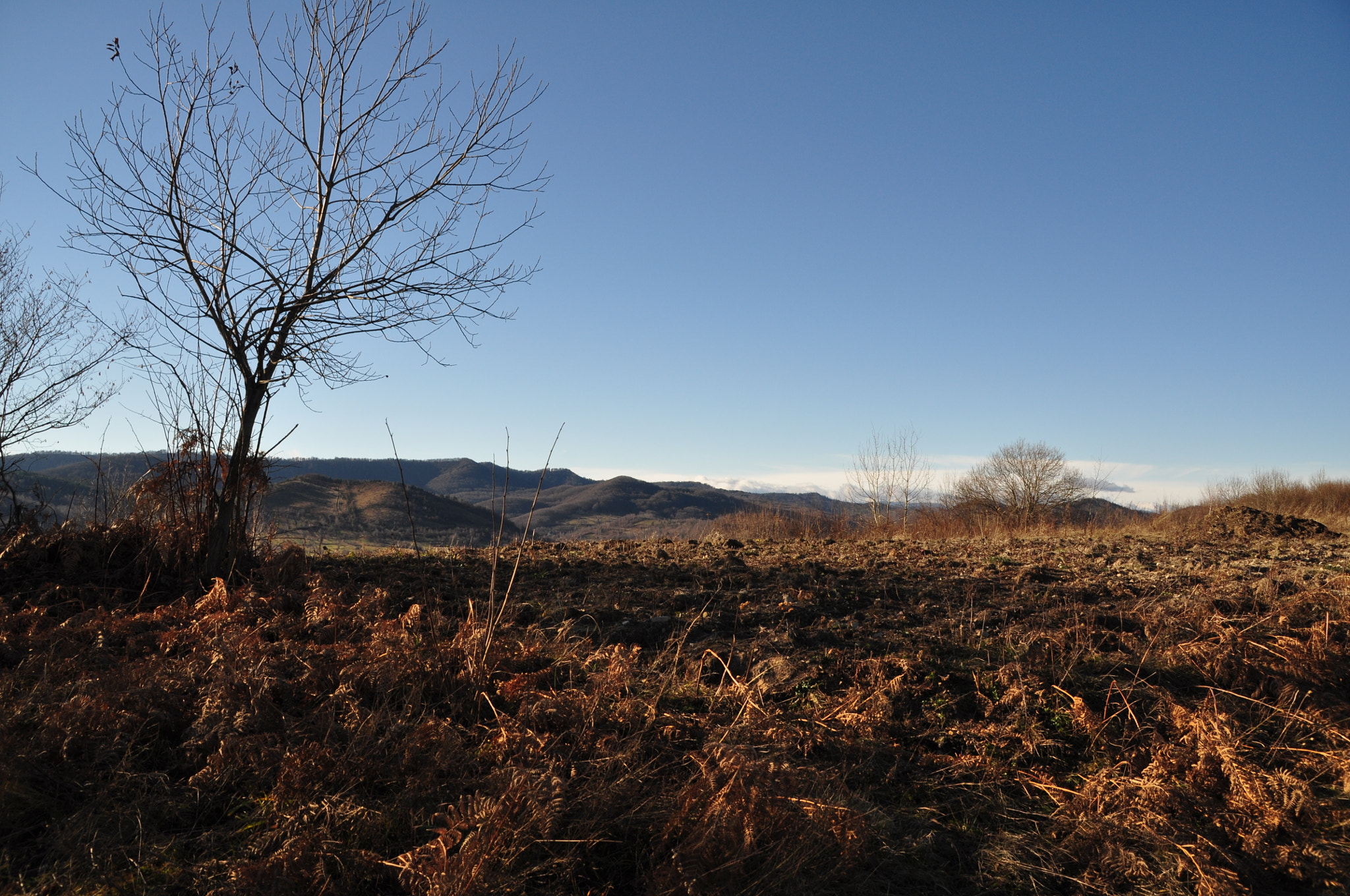 Nikon D5000 + Sigma 18-200mm F3.5-6.3 DC sample photo. Alone tree photography