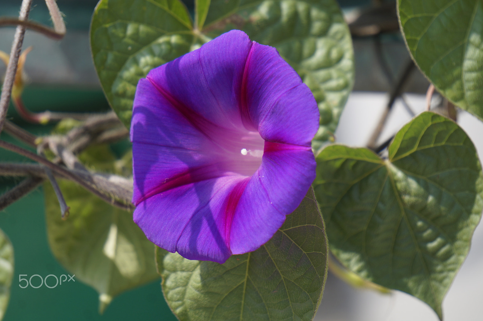 Sony E 55-210mm F4.5-6.3 OSS sample photo. Just... beautiful photography