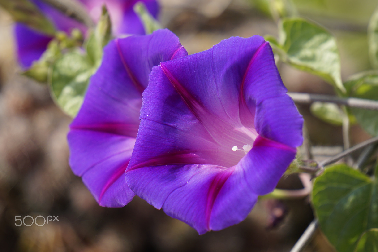 Sony E 55-210mm F4.5-6.3 OSS sample photo. Wake up photography