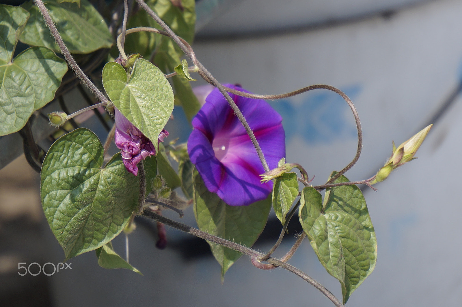 Sony E 55-210mm F4.5-6.3 OSS sample photo. Purple tanggle photography