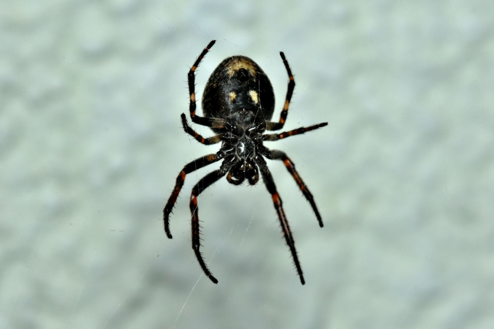 Nikon D7200 + Sigma 105mm F2.8 EX DG Macro sample photo. Spider photography