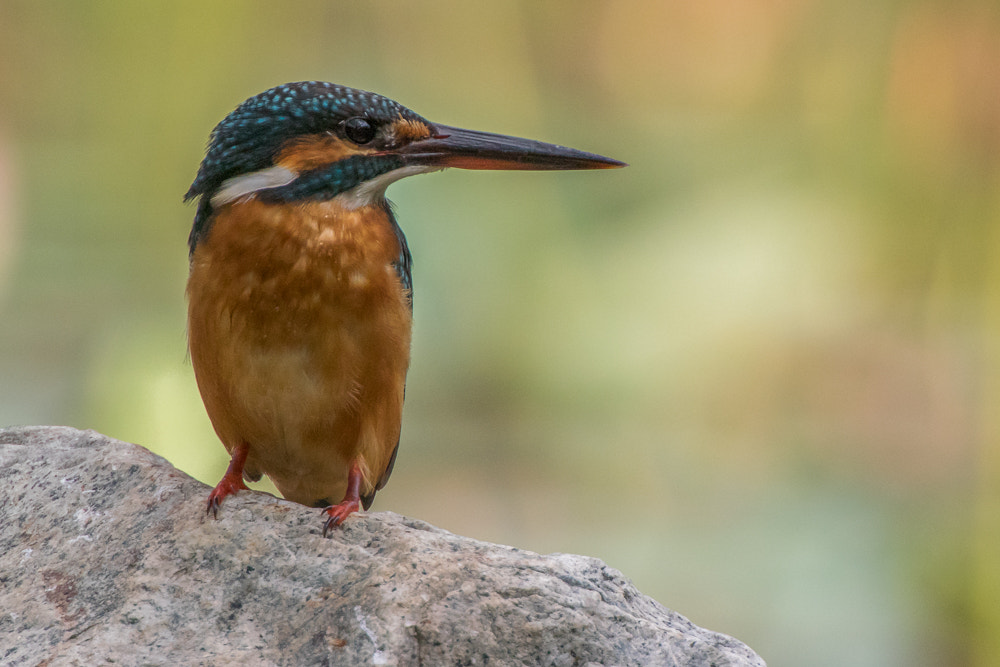 VR 70-200mm f/2.8G sample photo. Common kingfisher @ sbb photography