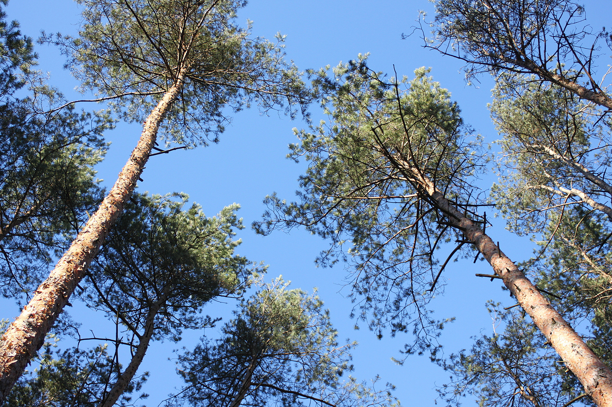 Canon EF 28-90mm f/4-5.6 sample photo. Trees photography